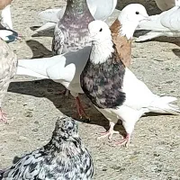 کبوتر کوهی گم شده