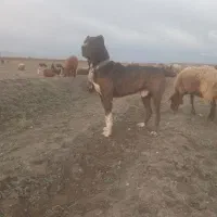 فروش سگ گله
