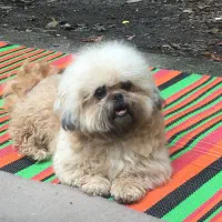 شیتزو سوپر فلت|سگ|کردکوی, |دیوار