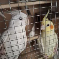 ۱۲ عروس هلندی با قفس بزرگ ۲ متری