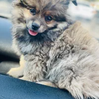 توله پاکوتاه میکس پامر اشپیتز