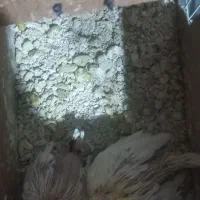 عروس هلندی|پرنده|شیروان (خراسان), |دیوار