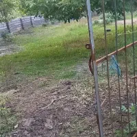 زمین|فروش زمین و ملک کلنگی|ضیابر, |دیوار