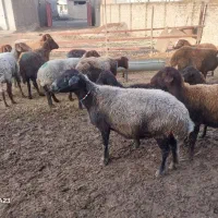 گوسفند آبستن مایه کرده