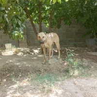 سنگ سرابی