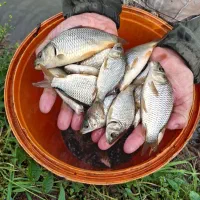 بچه ماهی کپور