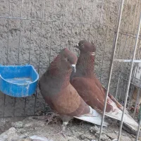 نرماده سرخ درجه یک کاشان