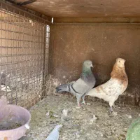 کبوتر پرشی|پرنده|تهران, باغ خزانه|دیوار