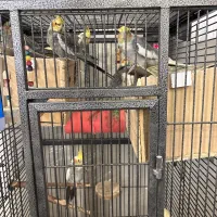 قفس عروس هلندی بزرگ و عروس هلندی