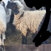 بره