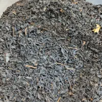 چای دستی ۱۴۰۴ لاهیجان