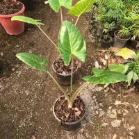 باباآدم