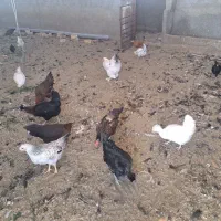 مرغ و خروس رسمی|حیوانات مزرعه|قم, پردیسان|دیوار