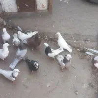 کبوتر تهرانی