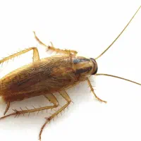 سمپاشی منازل دارنده گواهینامه حرفه ایHSE سم پاشی