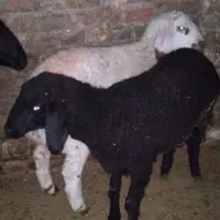 دوعددبره لینگی