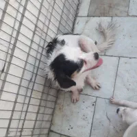 واگذاری حیوانات اهلی