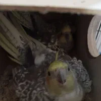 عروس هلندی|پرنده|ماکو, |دیوار