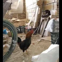 مرغ تخم گذار