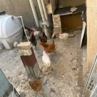 مرغ و خروس|حیوانات مزرعه|بومهن, |دیوار