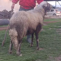 قوچ|حیوانات مزرعه|آق قلا, |دیوار