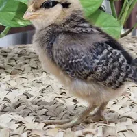 جوجه یک روزه و یک ۳ هفته ای