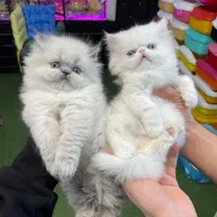 ملوسکای دست آموز|گربه|گرگان, |دیوار