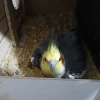 جفت مولد عروس هلندی تازه هم تخم گذاشتنه|پرنده|شوشتر, |دیوار