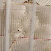 فروش قناری نر سفید