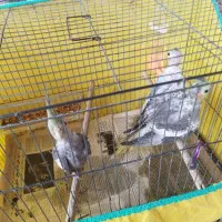 3عدد عروس هلندی سالم و سخنگو و رام همراه باوسایل|پرنده|کوچصفهان, |دیوار