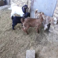 بره شیری وبزغاله|حیوانات مزرعه|قره چای, |دیوار