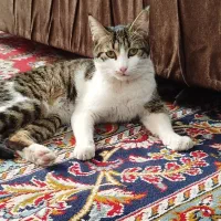 واگذاری گربه ی خانگی (رایگان)|گربه|بجنورد, |دیوار