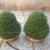 سبزه تول تکن|گل و گیاه طبیعی|کوهدشت, |دیوار