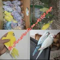 راهب کواکر طوطی گرینچیک