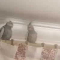 دو عدد عروس هلندی بسیار زیبا