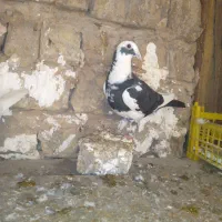 کفتر|پرنده|چناران, |دیوار