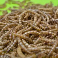 میلورم و سوپر ورم زنده و خشک|حیوانات مزرعه|خمینی‌شهر, |دیوار