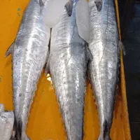 انواع ماهی و میگو بندرهندیجان|خوردنی و آشامیدنی|قم, جوی شور|دیوار