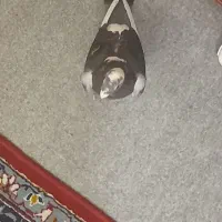 کبوتر نر آلمانی پلنگ