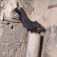 کبوترپر|پرنده|شهرکرد, |دیوار