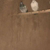 کبوتر‌پرشی