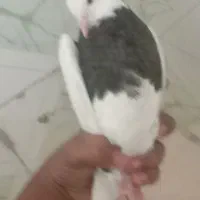 کبوتر ماد400۰ت|پرنده|رامهرمز, |دیوار