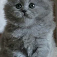 گربه پرشین کوچولو ابریشمی