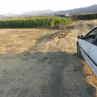 زمین کشاورزی نی|فروش دفتر صنعتی، کشاورزی، تجاری|مریوان, |دیوار