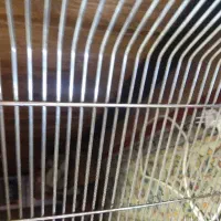 قفس 52.. غلامی پرون.. بلدرچین تخم گذارظرفیت 300عدد