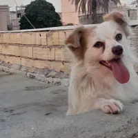 واگذاری سگ اشپیتز پامر|سگ|بندرعباس, |دیوار