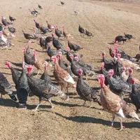 بوقلمو‌اصل‌طبیعی|حیوانات مزرعه|اردبیل, |دیوار