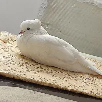 کبوتر گمشده