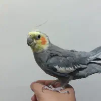 یک جفت عروس هلندی لوتینو و خاکستری|پرنده|مراغه, |دیوار