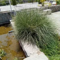 کارشناس مشاور باغبانی و فضای سبز